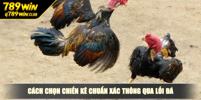 Cách chọn chiến kê chuẩn xác thông qua lối đá