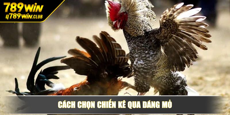 Cách chọn chiến kê qua dáng mỏ