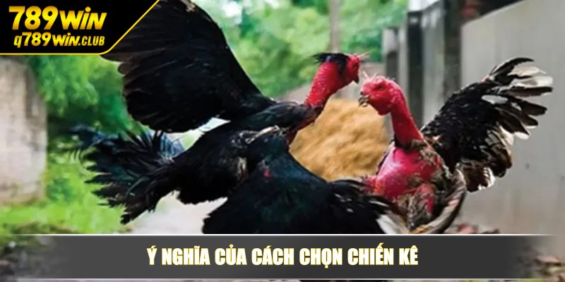 Ý nghĩa của cách chọn chiến kê